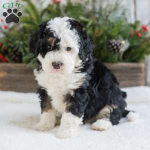 Dylan, Mini Bernedoodle Puppy